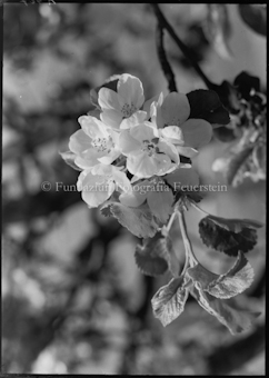 Apfelblüten