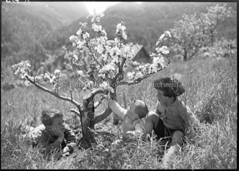 Apfelblüten mit Kinder