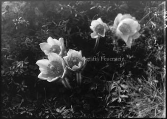 Anemonen