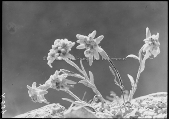 Edelweiss
