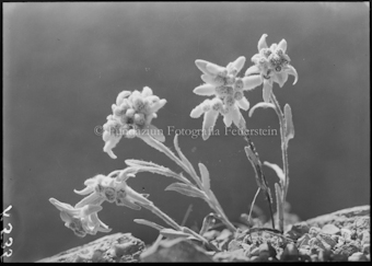 Edelweiss
