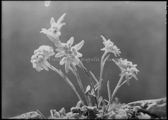 Edelweiss