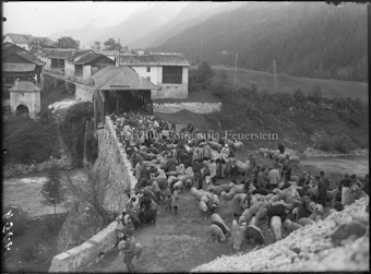 Schafgruppe bei der alten Brücke