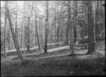 Wald auf San Jon