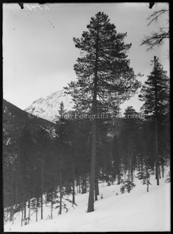 Lärchenwald im Winter