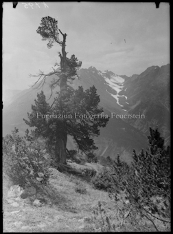 Baum, im Hintergrund Bergpanorama