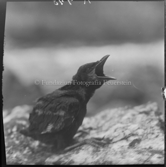 Wasseramsel
