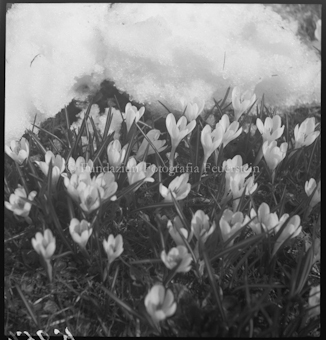Krokus mit Schnee