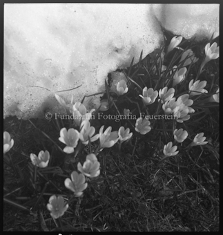 Krokus mit Schnee