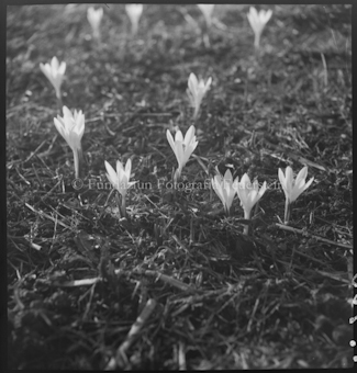 Krokus