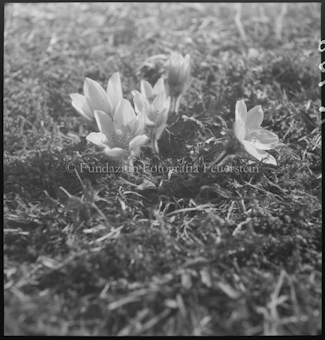 Anemonen