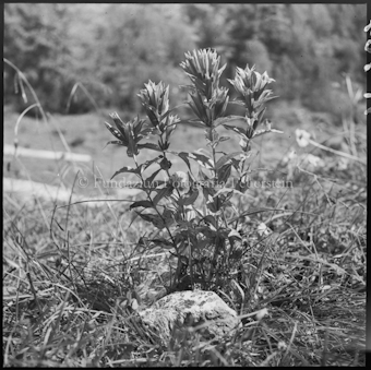 Blume