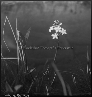 Blume