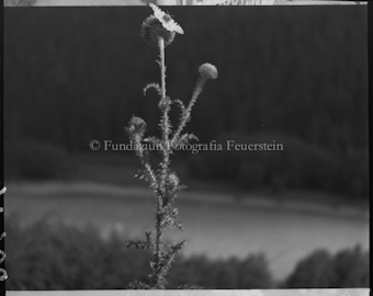 Distel mit Schmetterling