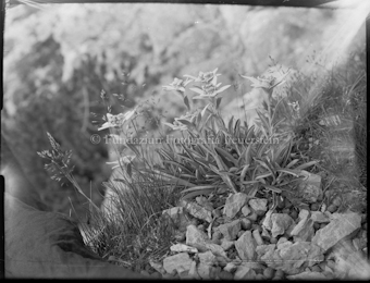Edelweiss