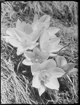 Anemonen