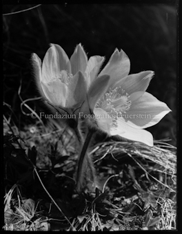 Anemonen