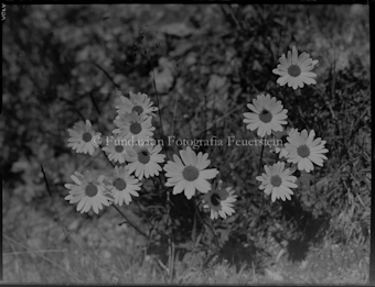 Alpenwucherblume