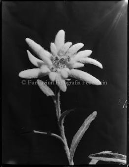 Edelweiss