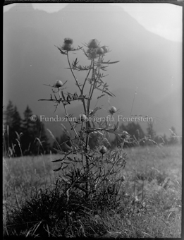 Distel