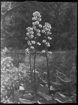 Blume