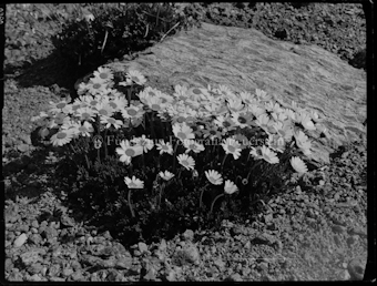 Alpenwucherblume