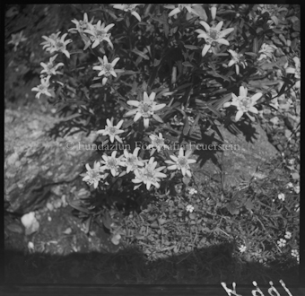 Edelweiss