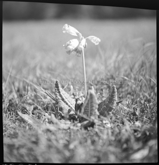 Schlüsselblume