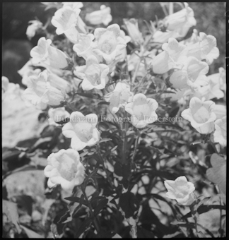 Campanula