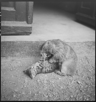 Peterli mit Katze