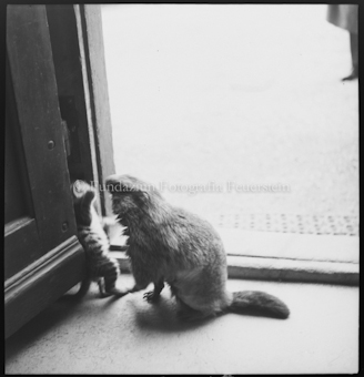 Peterli mit Katze