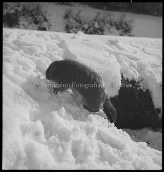 Murmeltier im Schnee