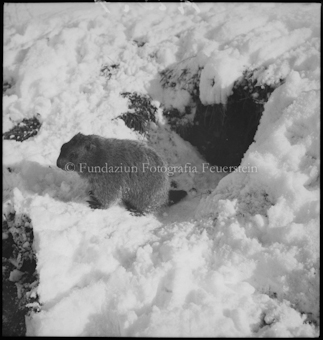 Murmeltier im Schnee