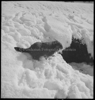 Murmeltier im Schnee