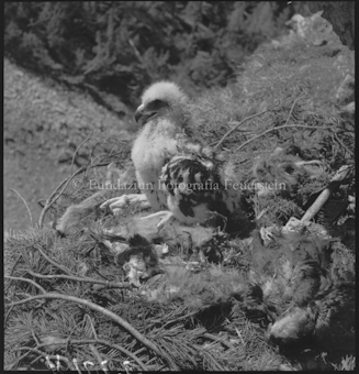 Junger Steinadler