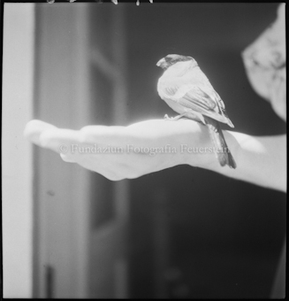 Vogel auf der Hand