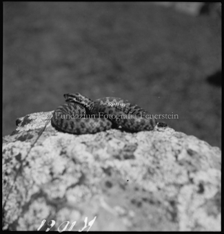 Viper