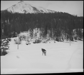 Junges Reh im Schnee