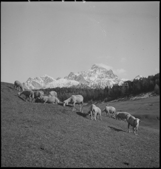 Schafe auf Bergwiese