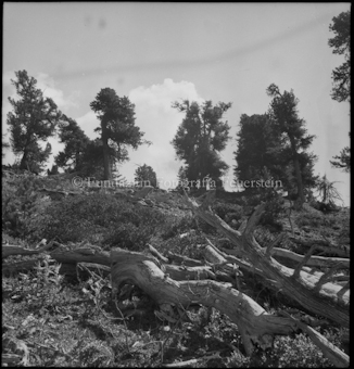 Berglandschaft mit Arven