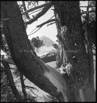 Arven Tamangur (Durchblick Baumstämme)