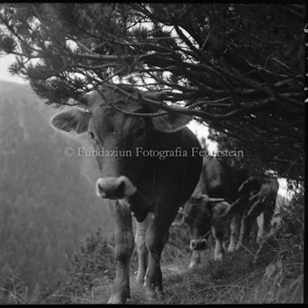 Kuh unter Baum