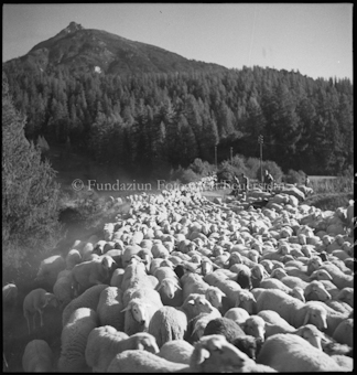 Schafherde