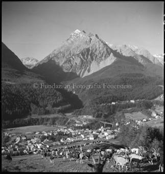 Ziegenherde, Im Hintergrund Dorf und Berg