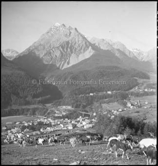 Ziegenherde, Im Hintergrund Dorf und Berg