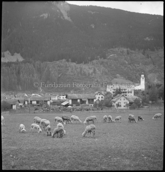 Schafe auf Feld vor Dorf