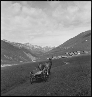 Rindergespann auf Weg zu Dorf