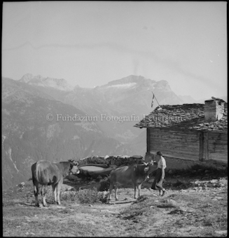 Zwei Kühe und Frau vor Beghütte