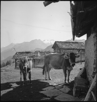 Promischur, Alphütte, Kühe