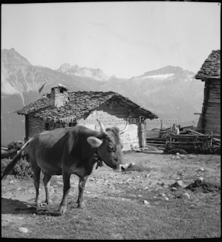 Promischur